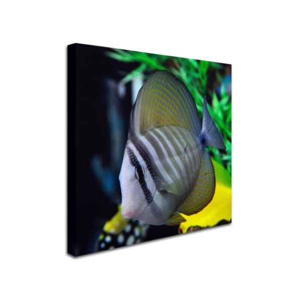 Kurt Shaffer 'Tropical Fish 2' Canvas Art,14x14